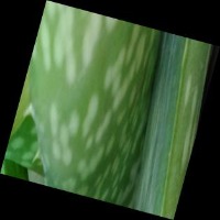 AloeveraSegmenataion  project thumbnail