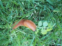 slug project thumbnail