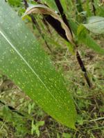 Maize Detection project thumbnail