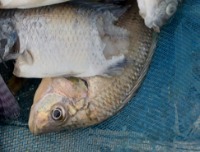 Cutaneous Tilapia Disease project thumbnail