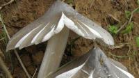 mushroom-plus project thumbnail