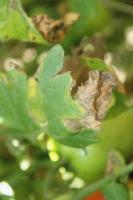 plantcity-pk-diseases project thumbnail