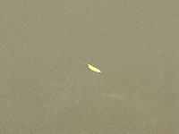 RICE PADDY project thumbnail