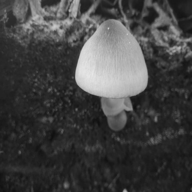 Straw ssd object detection dataset and pre trained model by straw mushroom