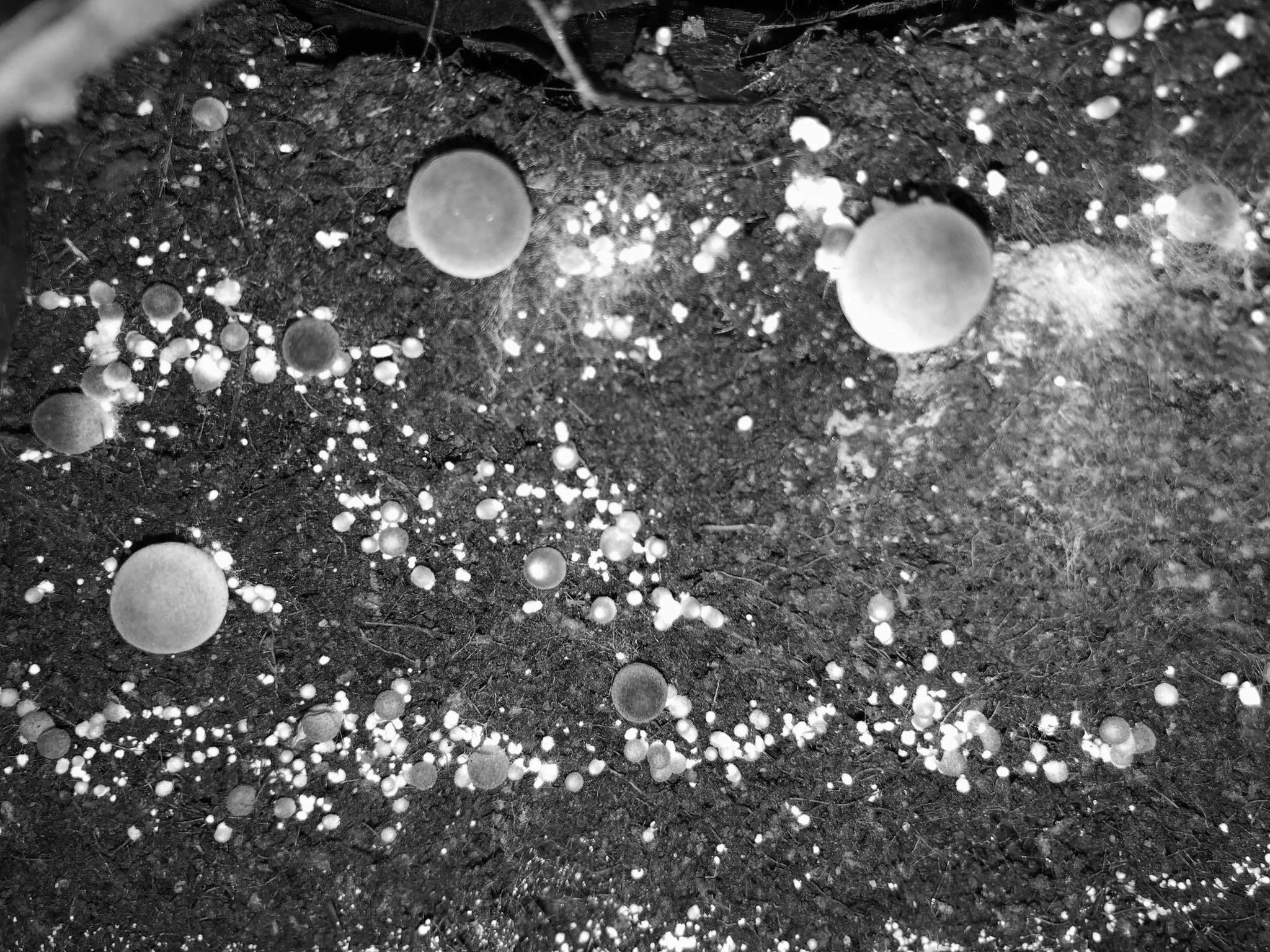 Astonishing Find: Mitochondria'S Role In Mushroom Life - gx02cmw