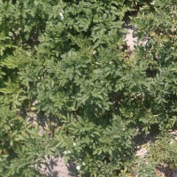 Plant Health Tracker project thumbnail