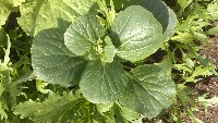 healthy plant project thumbnail