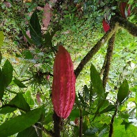 Cacao_Enfermedades project thumbnail