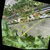 Tomato Ripeness Detection project thumbnail
