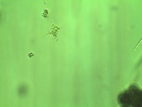 Microorganisms 101024 project thumbnail