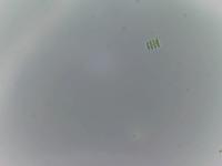 Photosynthetic P1 project thumbnail