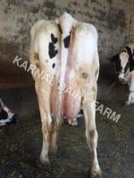 cow detection project thumbnail