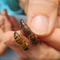 bees_detection project thumbnail
