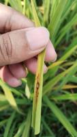 Rice disease 2 project thumbnail