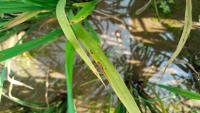 Rice leaf disease project thumbnail