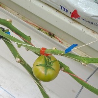 tomato project thumbnail
