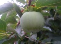 Fruits project thumbnail