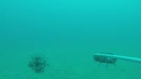 mk_lionfish project thumbnail