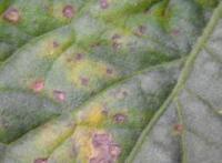 leaf project thumbnail