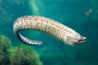 SnakeClassification project thumbnail