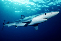 NewSharks project thumbnail