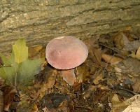My Mushroom Proj project thumbnail