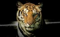 animales-3 project thumbnail