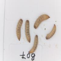 Find maggots 2 project thumbnail