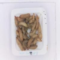 maggot_detection project thumbnail