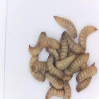 Find maggots project thumbnail
