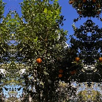 oranges stades project thumbnail