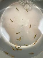 deteksi kematian ikan channa project thumbnail