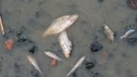 Find dead fish project thumbnail