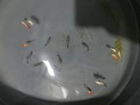deteksi ikan mati project thumbnail