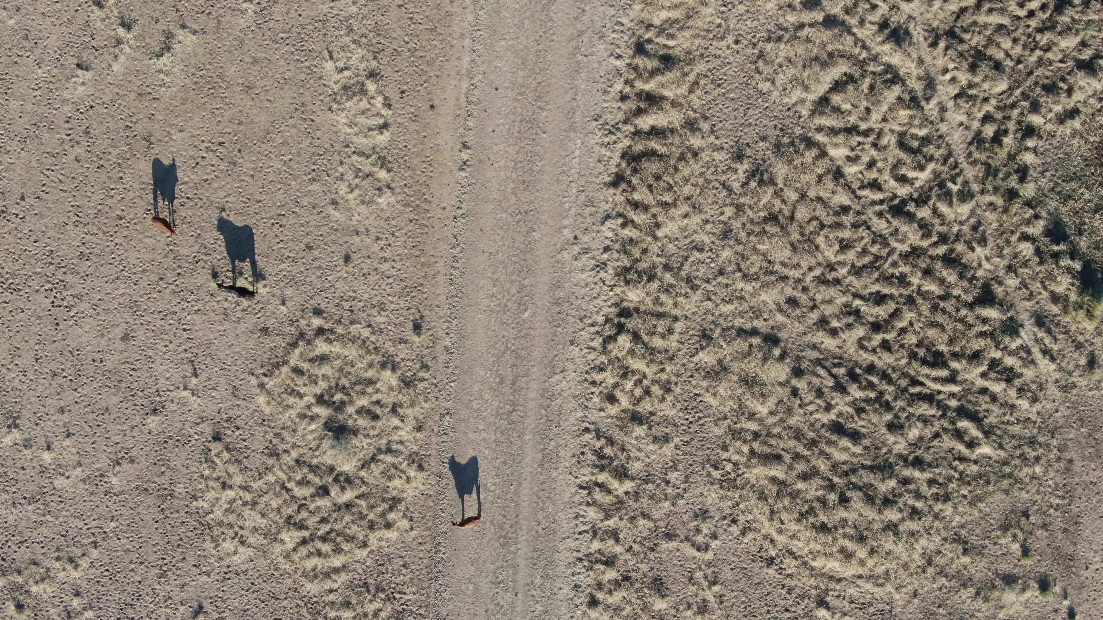 Animal-Drone Object Detection Model by Folio3