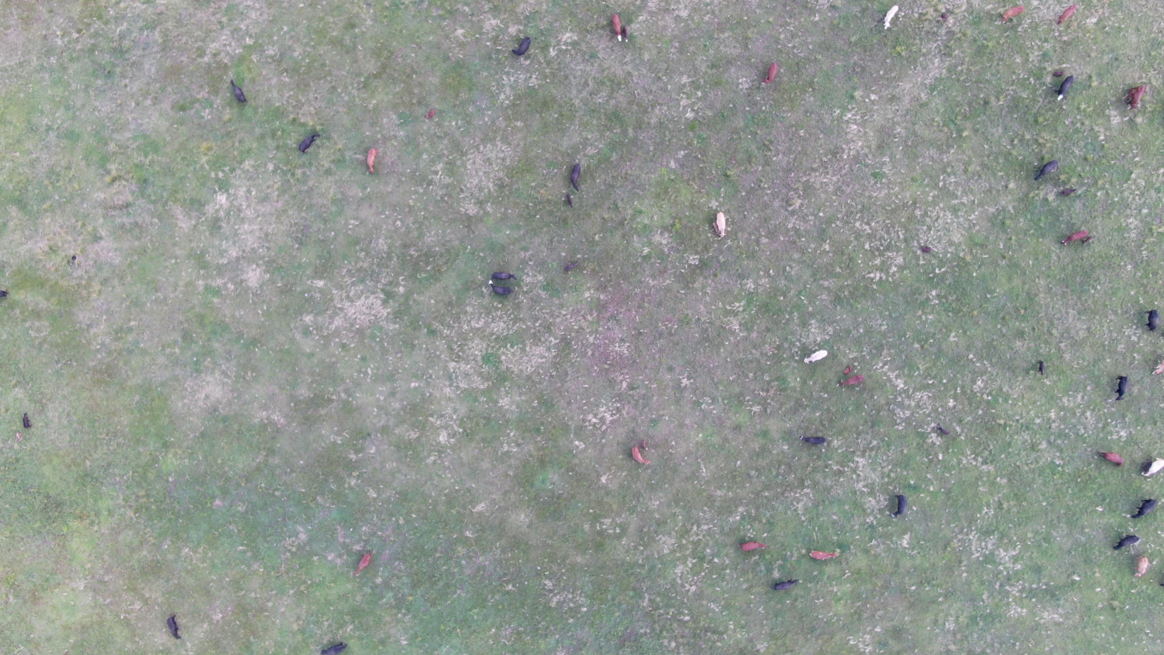 cattle Object Detection Dataset by Folio3