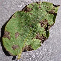 New_Potato_Early_Blight Instance Segmentation Model (v2, version 1) by ...
