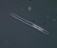 Plankton2 project thumbnail