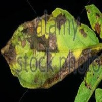 Leaf Disease Segmentation project thumbnail