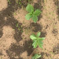 Weed detection project thumbnail
