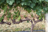 grape project thumbnail