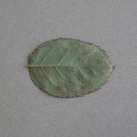 Dataset Image