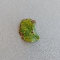 Dataset Image