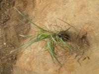 Img17_Lemon Grass project thumbnail