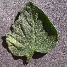 leaf Object Detection Model by toch