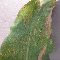 smartcorn - Roboflow Universe