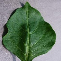 Disease Detection project thumbnail