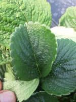 Aeroponics project thumbnail