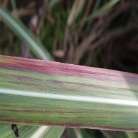 Sugarcane Disease Spot Detection project thumbnail