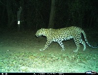 leopard_retrieval project thumbnail